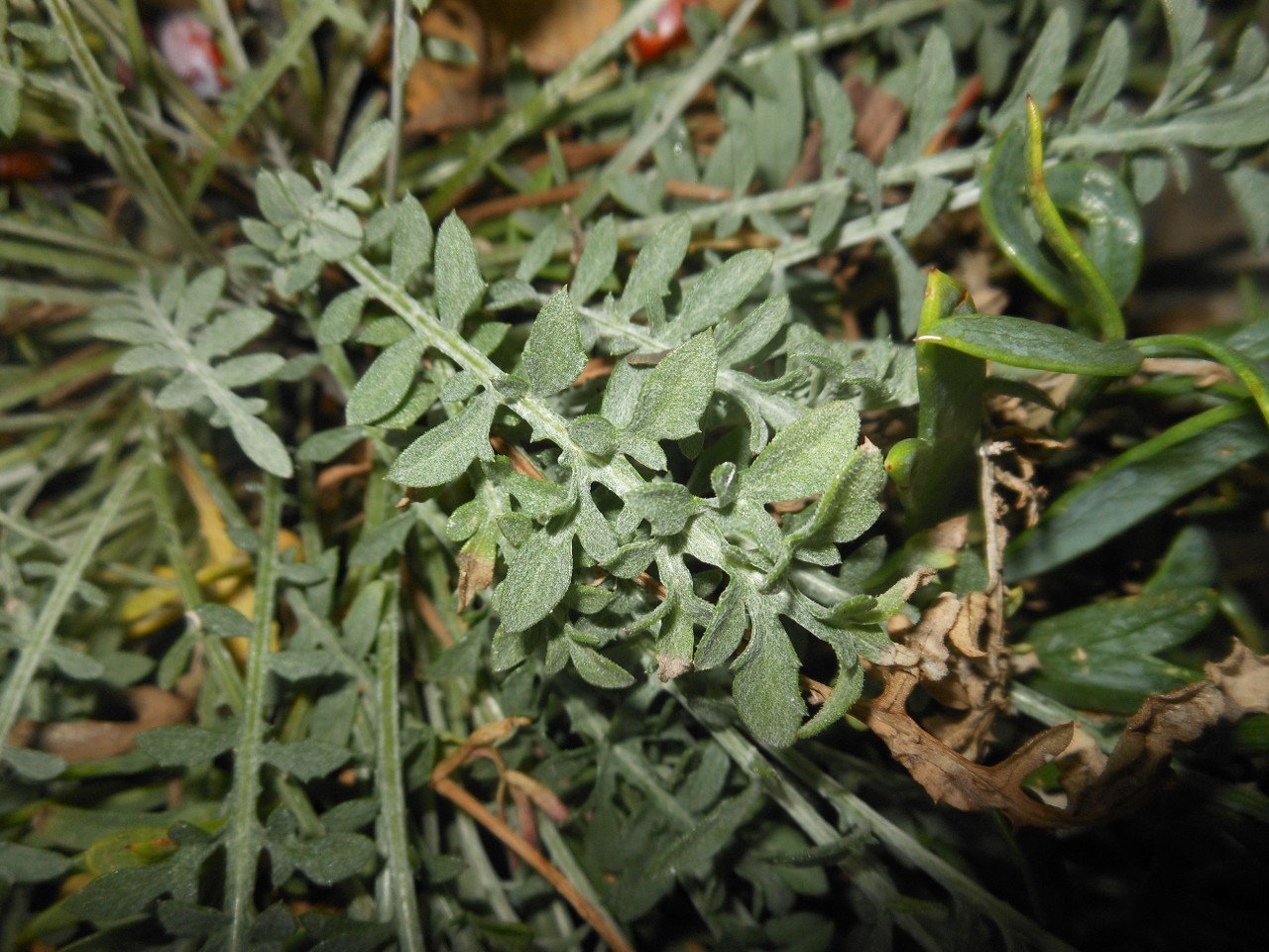 Centaurea paniculata L. subsp. subciliata (DC.) Arrigoni